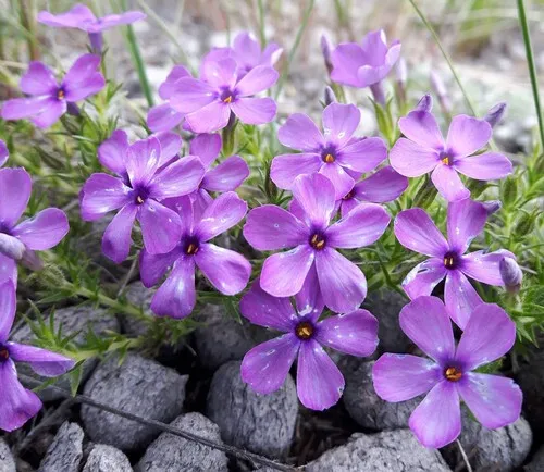 carpet phlox