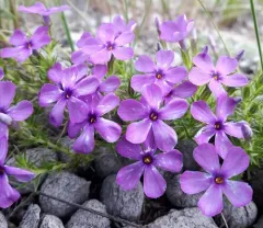 carpet phlox thumbnail 1