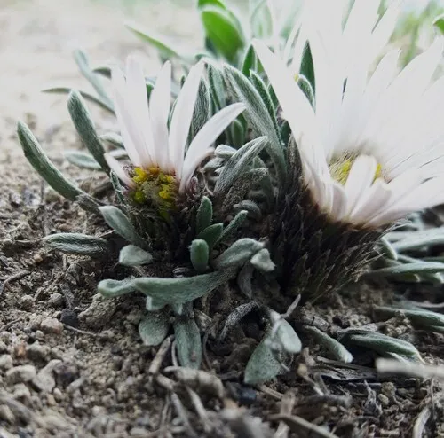 Hooker's Townsend-daisy