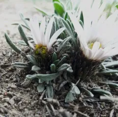 Hooker's Townsend-daisy thumbnail 1