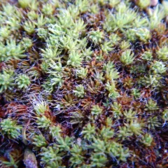 bristly haircap moss thumbnail 4