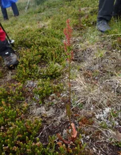 Lapland mountain sorrel thumbnail 3