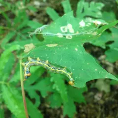 Orange-humped Mapleworm thumbnail 3