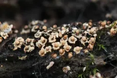 Diderma floriforme thumbnail 3