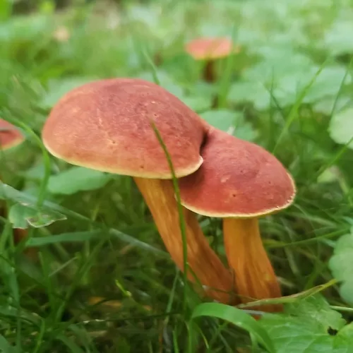 Ruby Bolete