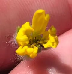 Lemon-Scented Tarweed thumbnail 3