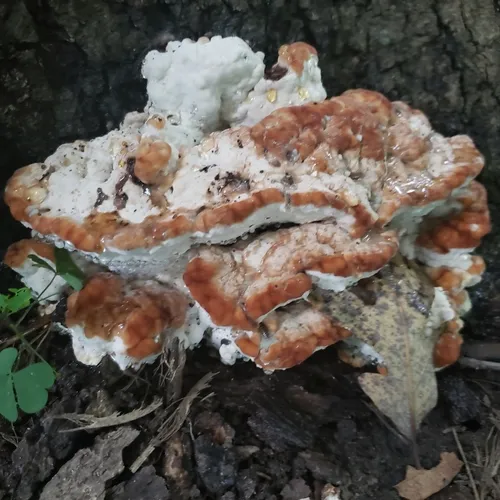 green cheese polypore