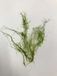 Rhizoclonium tortuosum thumbnail 2