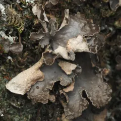 Powdered Moon Lichen thumbnail 3