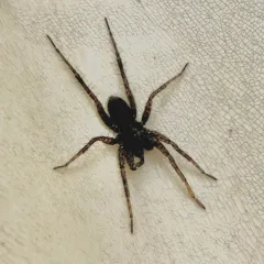 Vancouver Thin-legged Wolf Spider thumbnail 3