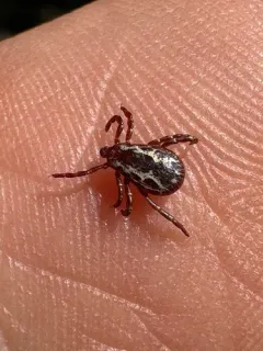 Western Dog Tick thumbnail 2