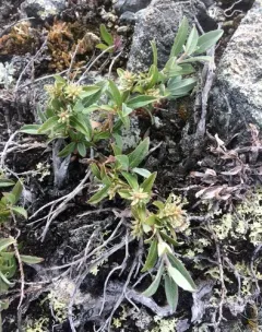 short-fruit willow thumbnail 4