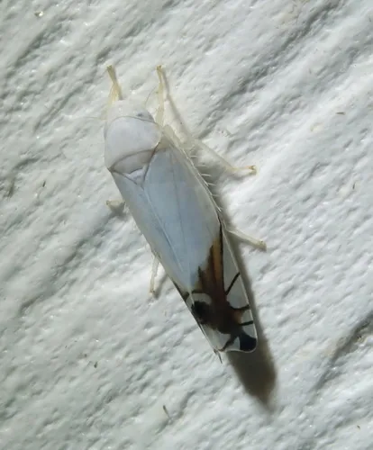 Cherry Leafhopper