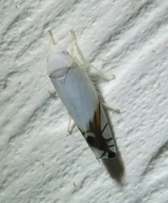 Cherry Leafhopper thumbnail 1