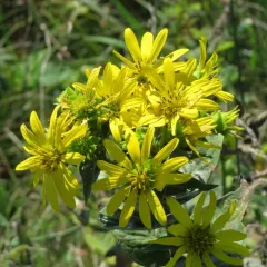prairie rosinweed thumbnail 2