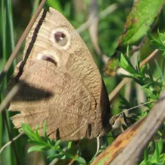Common Wood-Nymph thumbnail 2