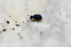 Sminthurinus lawrencei thumbnail 3