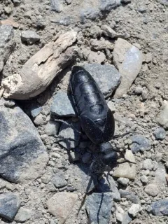 Meloe bitoricollis thumbnail 4