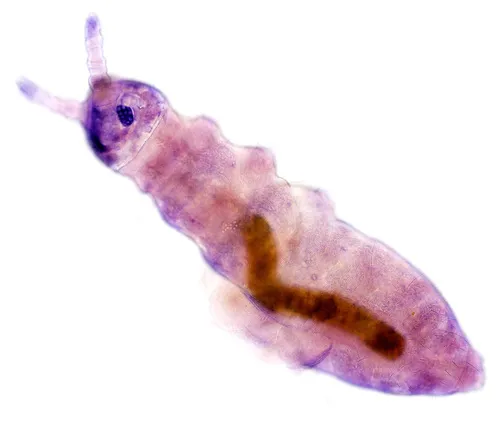 Hypogastrura perplexa
