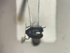 Lexiphanes saponatus thumbnail 1