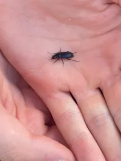 Harpalus fraternus thumbnail 3