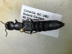 Tasgius winkleri thumbnail 3