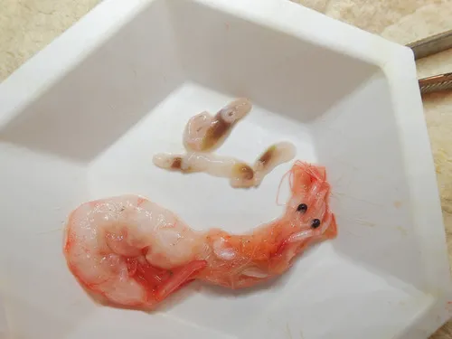 Otodistomum cestoides