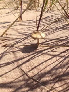 Psathyrella arenulina thumbnail 4