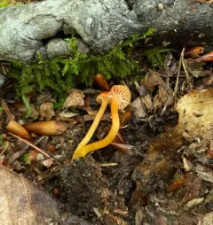 Honey Waxcap thumbnail 4