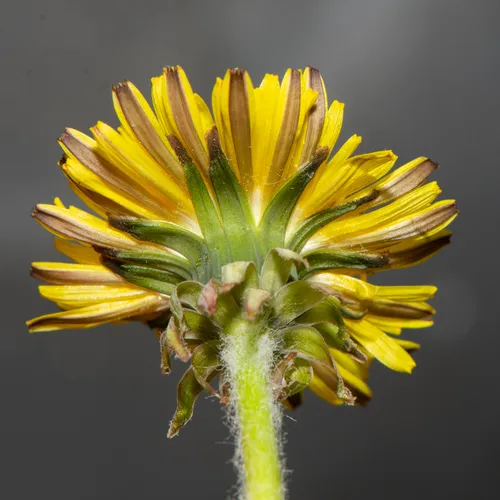 cinnamon-fruited dandelion