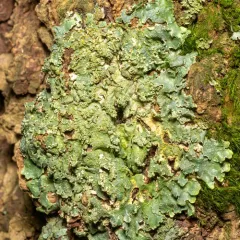 Powdered Speckled Shield Lichen thumbnail 3