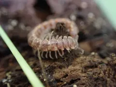 Scytonotus bergrothi thumbnail 3