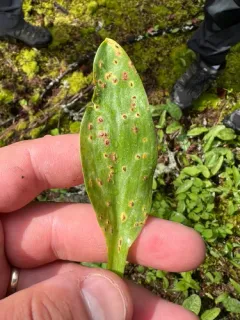 Uromyces erythronii thumbnail 4