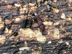 Thoracophorus costalis thumbnail 4