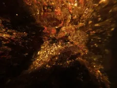 Thornback Sculpin thumbnail 3