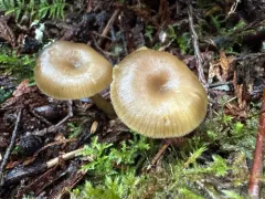 Clitocybe foetens thumbnail 2
