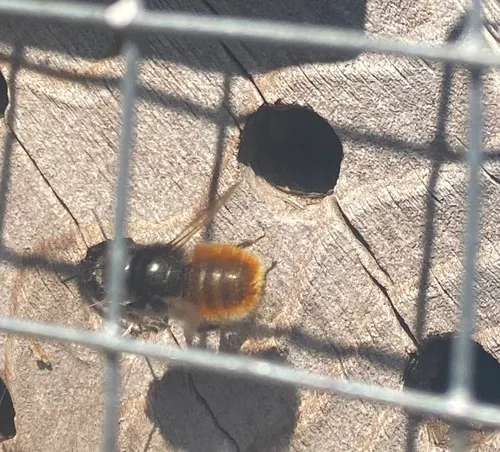 European Orchard Bee