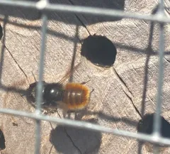 European Orchard Bee thumbnail 1