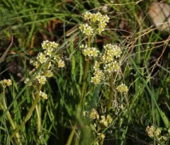 brittle-leaf saxifrage thumbnail 4