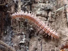 Scytonotus bergrothi thumbnail 1