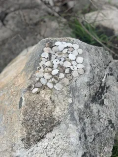 Lyrate Mountainsnail thumbnail 3