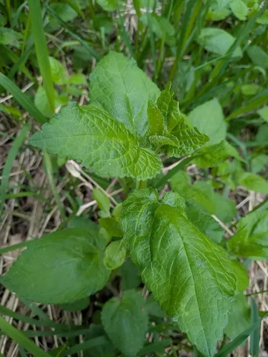 California Hedge Nettle