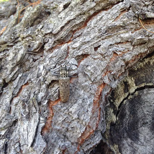 Northeastern Pine Sawyer