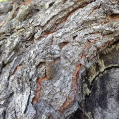 Northeastern Pine Sawyer thumbnail 1