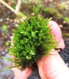 Waterside Feather Moss thumbnail 3
