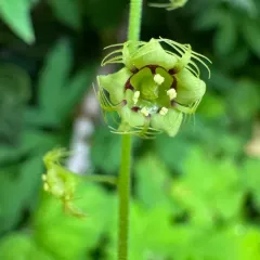 Leafy Mitrewort thumbnail 4