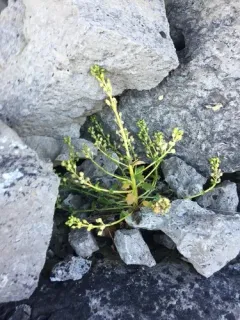 Limestone Scurvy-grass thumbnail 2