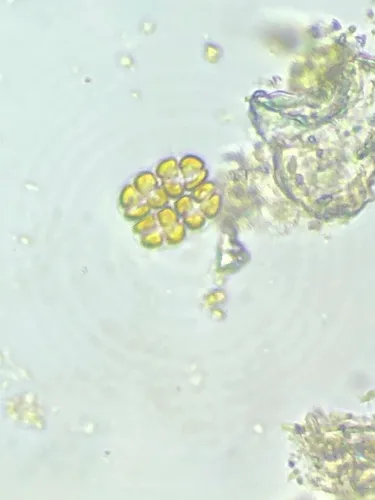 Phaeoplaca thallosa