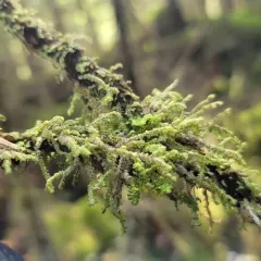 Yellow-ladle Liverwort thumbnail 4
