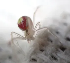 Theridion californicum thumbnail 4